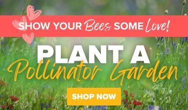 Plant a Pollinator Garden