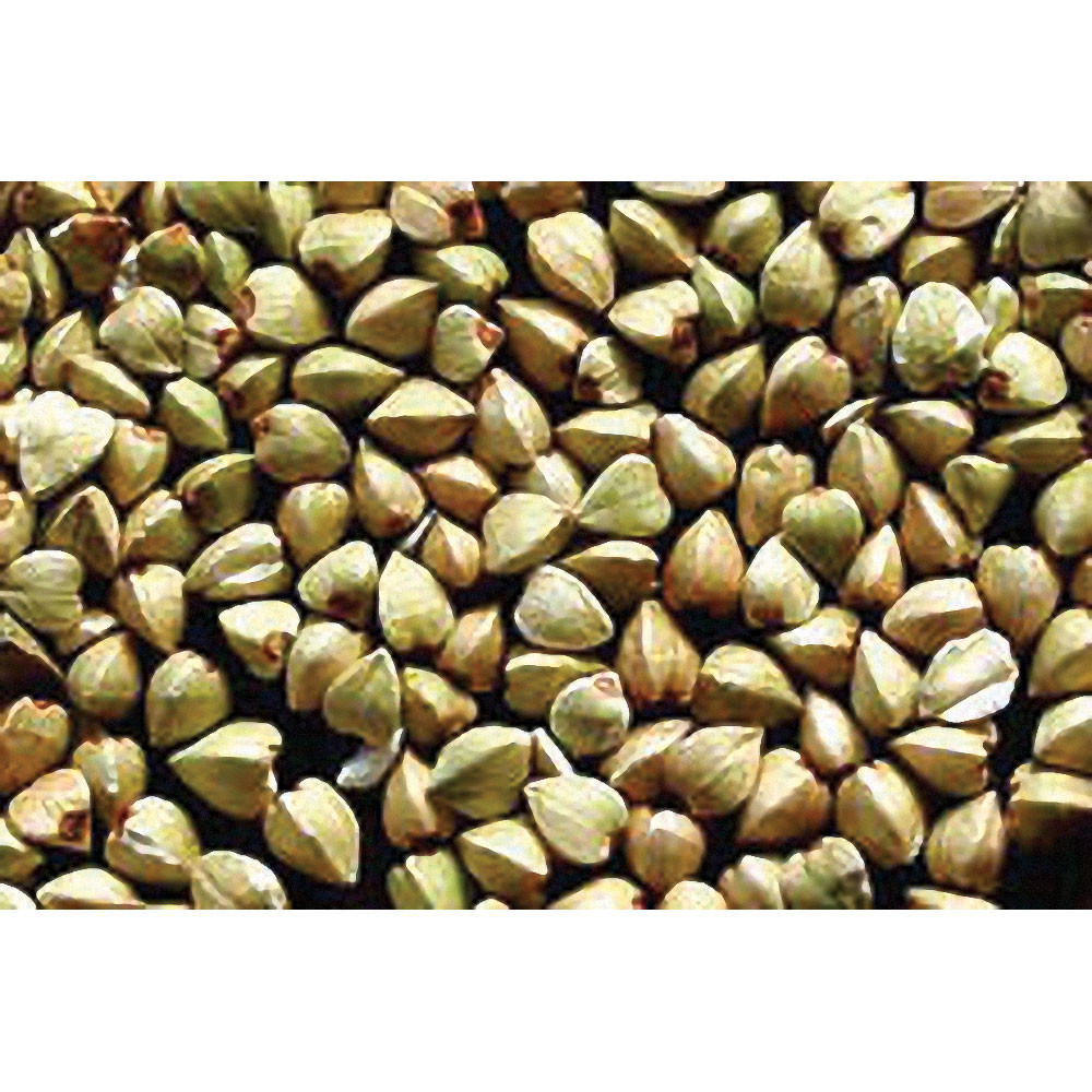 Buckwheat Seed Mann Lake Ltd.