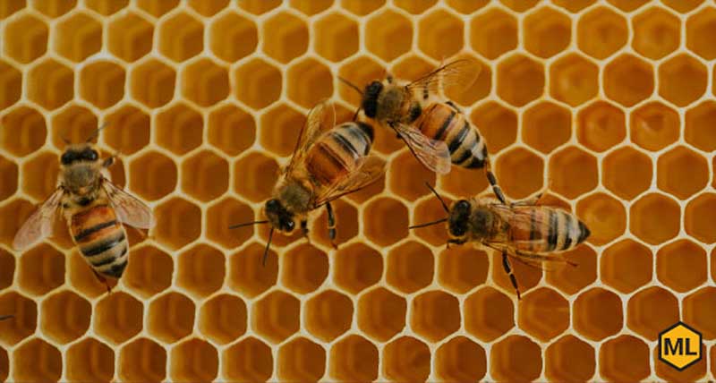 honey bees images