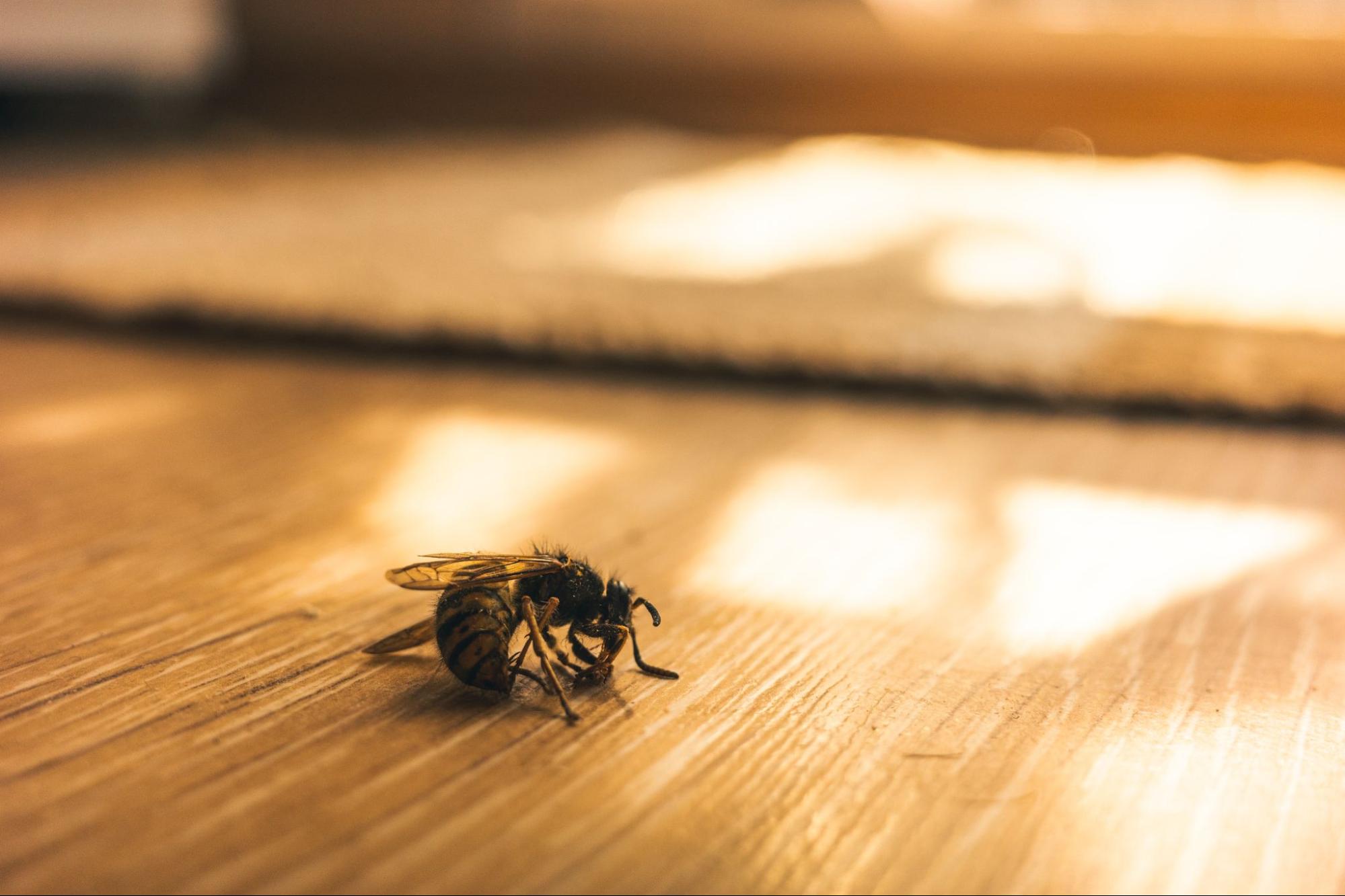 Understanding Colony Collapse Disorder - Mann Lake Bee & Ag Supply