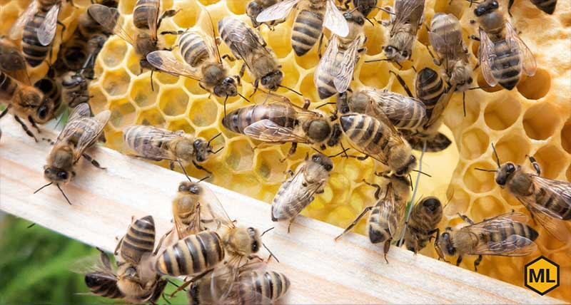 Everything You Need To Know About Raising Queens - Mann Lake Bee & Ag ...