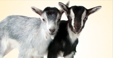 mobile Gray goat and 2 baby goats