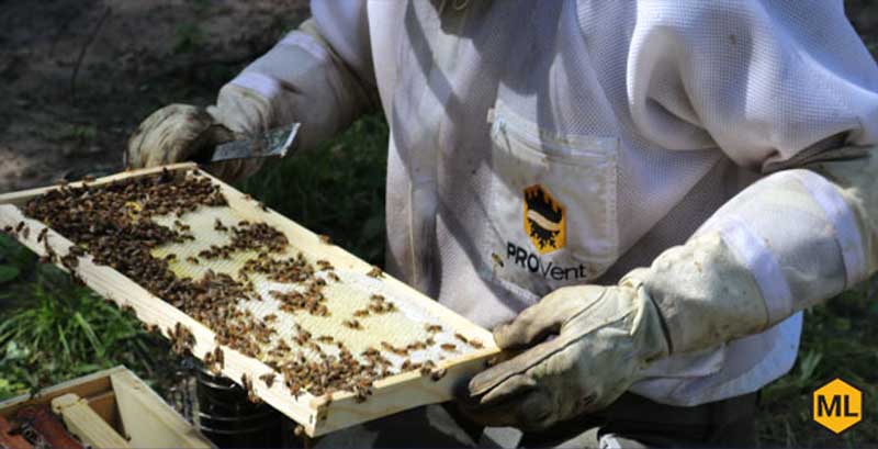 Beekeepers Benefit From The Hive Mind In Community Apiaries : The