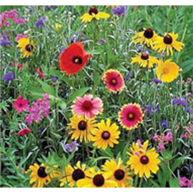 Wildflower Seeds for Bees - 1/2 lb | Mann Lake