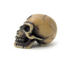 Alchemy England Lapillus Worry Skull