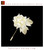 Elegant Silk Velvet White Camellia Brooch Ronghua Style Handmade Art Jewelry #105