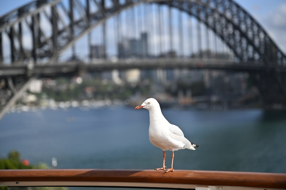 Caring for Bird Populations Through Architecture
