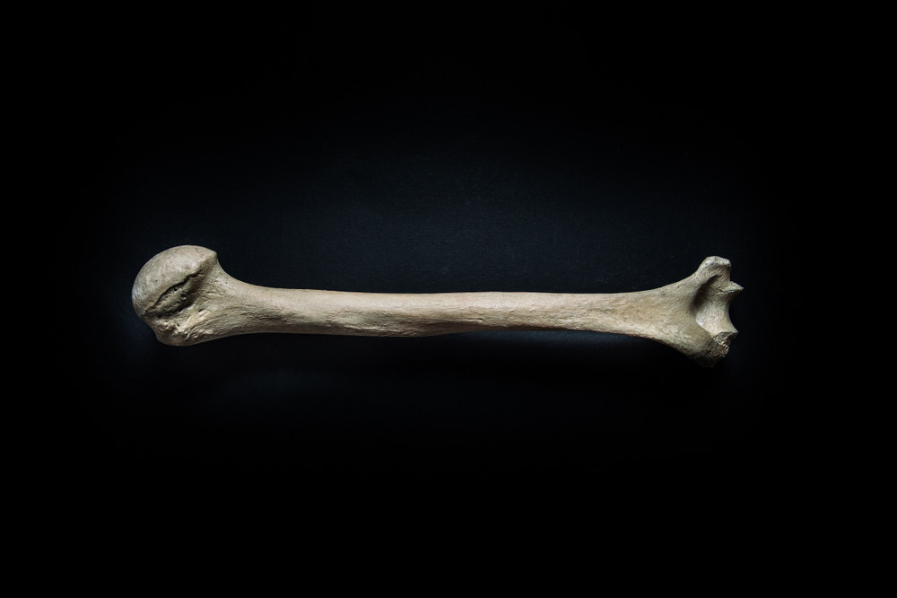 The Role of Human Bones in Architecture