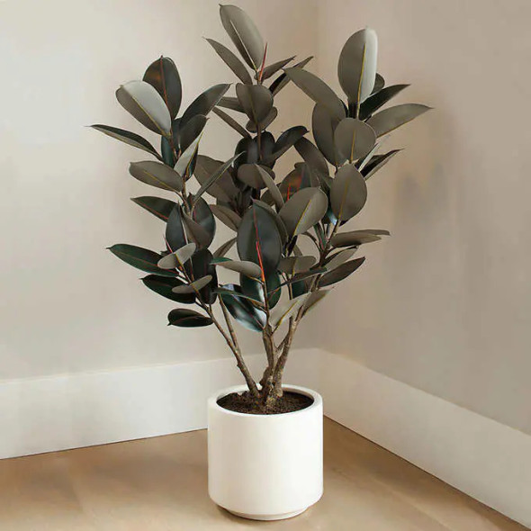 Faux Rubber Tree 1.2 m (4 ft.)