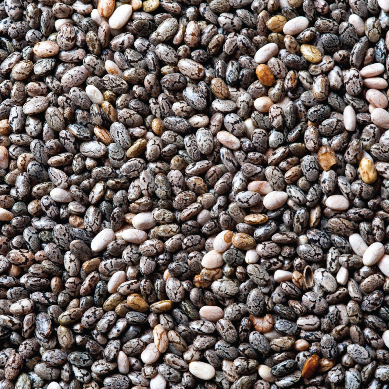 Organic Black Chia Seeds 5kg Bulk 5639