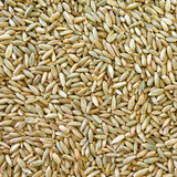 Organic Rye Grain 1KG 2