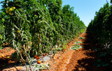 Why Organic?