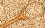 Discovering Ancient Grains: Barley