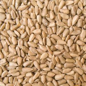 Australian Sunflower Seeds 12.5KG