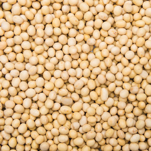 Honest to Goodness Organic Soya Bean Bulk Shop Online