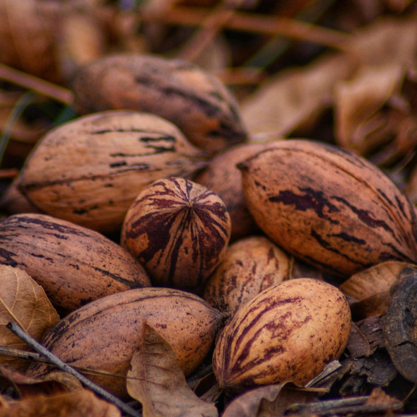 In A Nutshell: Pecans