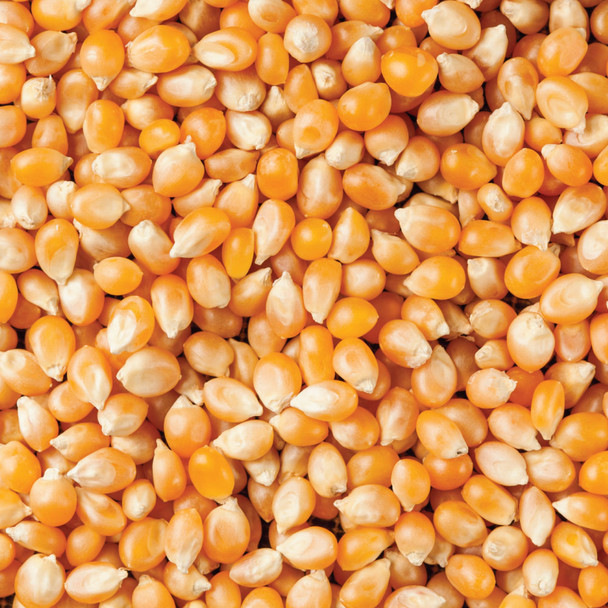 Bulk Organic Popcorn Kernels 20KG 1