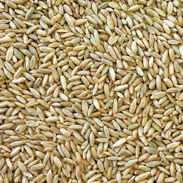 Honest to Goodness Organic Australian Rye Grain 5KG 2