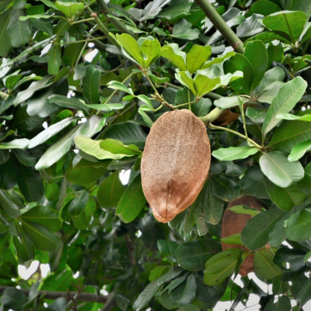 Brazil Nuts | 2die4 Brazil Nuts | 2die4