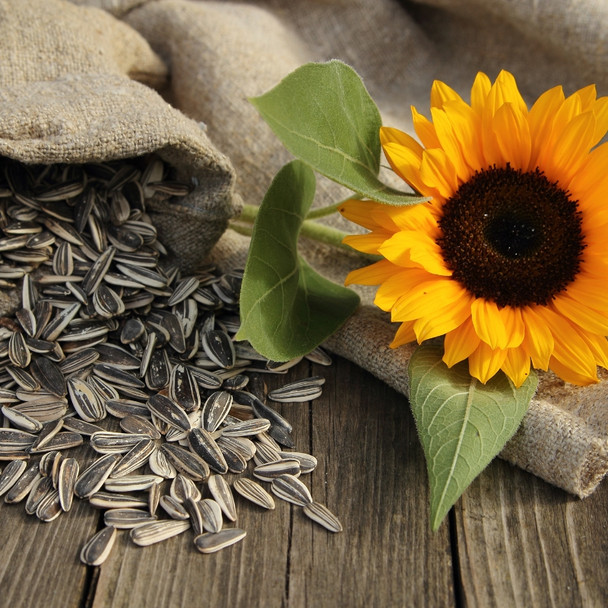 The Seed Files: Sunflower Seeds