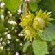 Hazelnuts | 2die4 Hazelnuts | 2die4