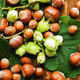Hazelnuts | 2die4 Hazelnuts | 2die4