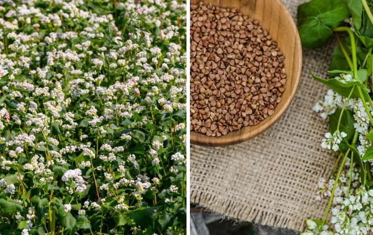 Buckwheat 