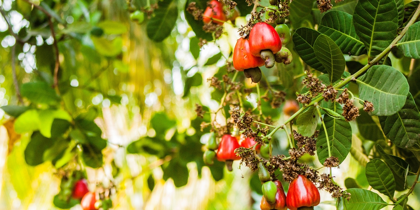 Cashew Tree