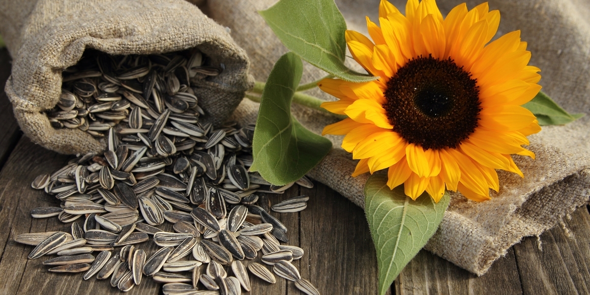 Sunflower Seeds
