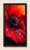 Imperial Hibiscus III