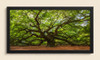 The Majestic Oak