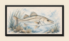 COASTAL SNOOK