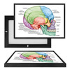 MINI98006 Sides of the Skull, Framed UV Poster Board