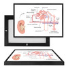 MINI98061 Arteries, Framed UV Poster Board