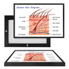 MINI98085 Human Hair Diagram, Framed UV Poster Board