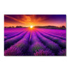 39094 Sunset over Purple Fields, Acrylic Glass Art