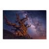 39061 Twisted Tree Starry Sky, Acrylic Glass Art