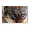 35161 Wolf Eyes, Acrylic Glass Art