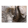 35409 Elephant Closeup, Acrylic Glass Art