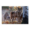 35455 Wolf Pack, Acrylic Glass Art