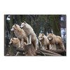 35474 Arctic Wolves Pack, Acrylic Glass Art