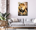 46740 Lion's Stare, Acrylic Glass Art