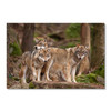 35965 Brown Wolves, Acrylic Glass Art