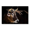 35129 Cow Headshot, Acrylic Glass Art