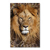 35301 Lion's Gaze, Acrylic Glass Art