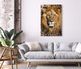 35301 Lion's Gaze, Acrylic Glass Art