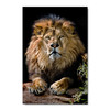 35303 Lion, Acrylic Glass Art