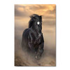 66125 Black Stallion, Acrylic Glass Art