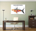 98027 Generic Shark Anatomy,  Acrylic Glass Art