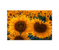 15013 Sunflower Field,  Acrylic Glass Art